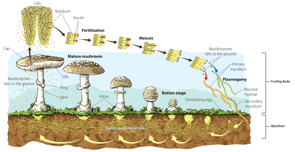 The Benefits of Lion's Mane Mushroom Extract - Mind Nutrition - Mind